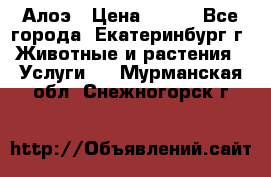 Алоэ › Цена ­ 150 - Все города, Екатеринбург г. Животные и растения » Услуги   . Мурманская обл.,Снежногорск г.